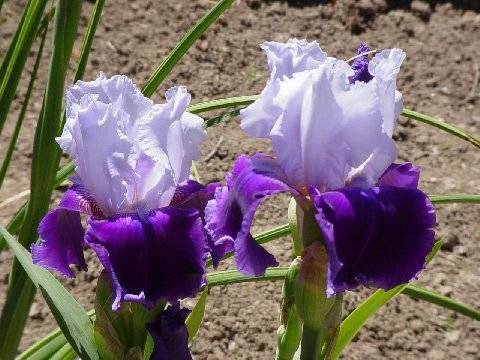 Iris while walking pic - my own. Iris while walking pic - my own.