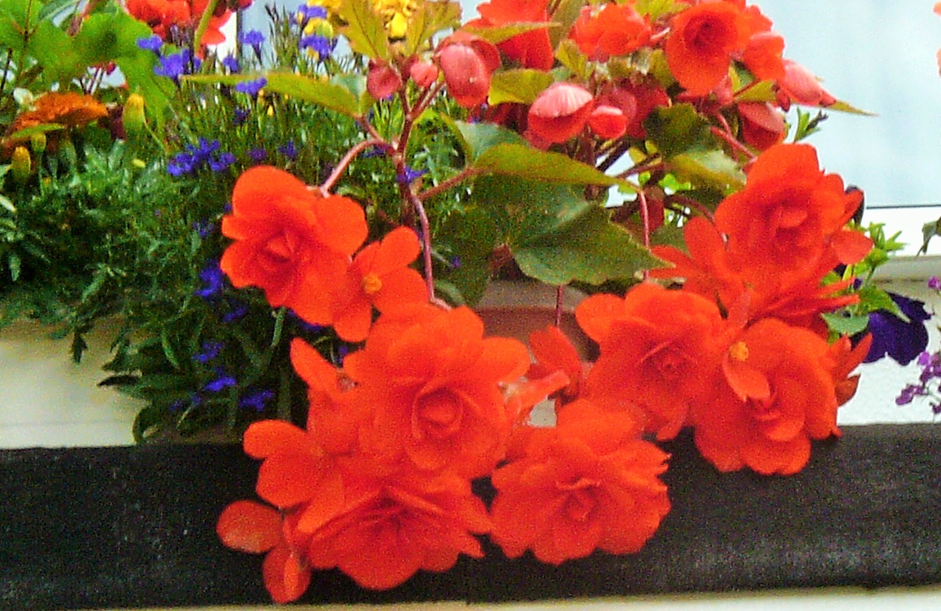 Flowers in my garden