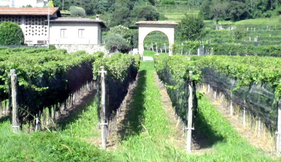 The Vineyards near our home - Personal photo by Anna @LadyDuck The Vineyards near our home - Personal photo by Anna @LadyDuck