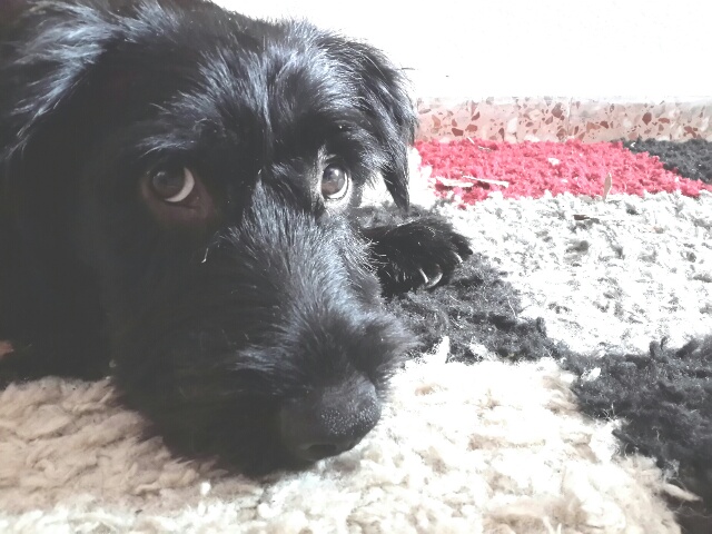 A happy Dog at home... my own photo