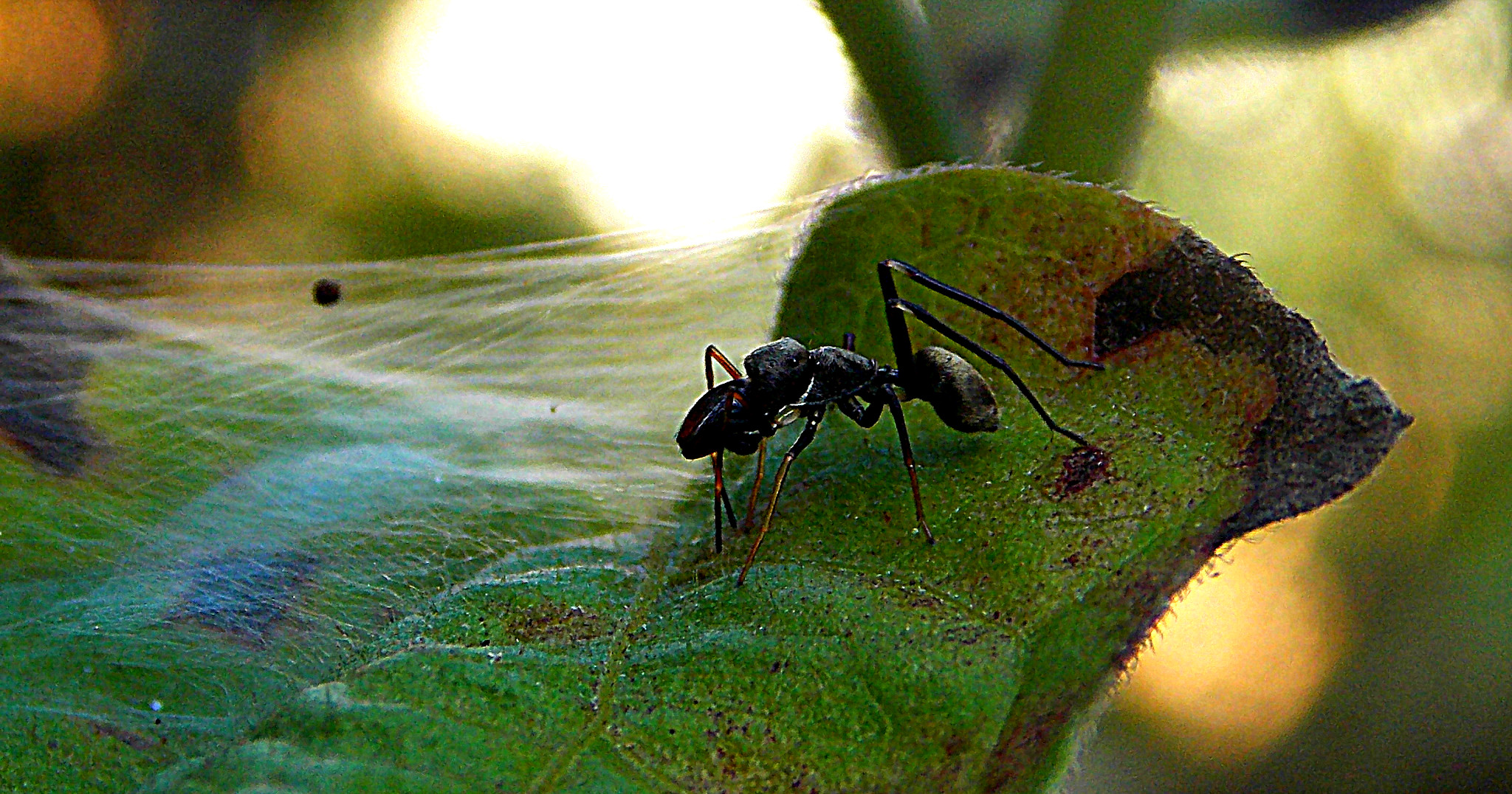 Ant with spider hybrid