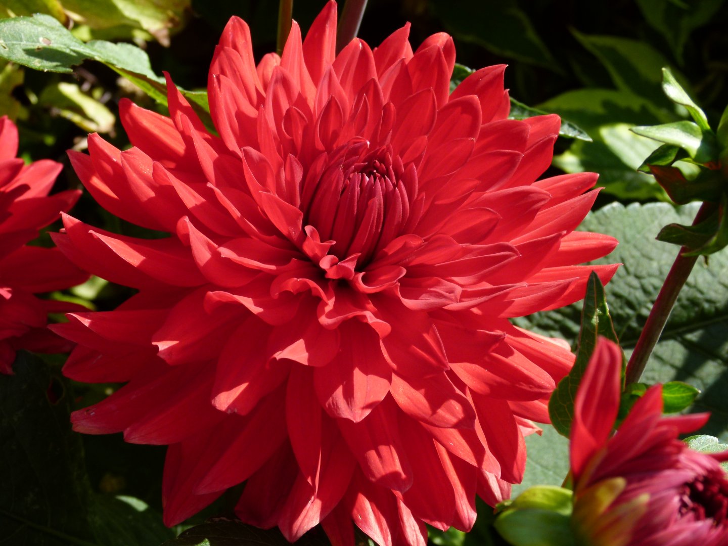 this flower was in full bloom in my Dads garden..... my own photo this flower was in full bloom in my Dads garden..... my own photo