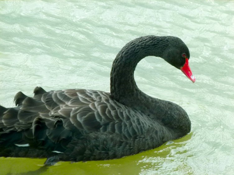 I photographed this Black swan last week in the uk, I photographed this Black swan last week in the uk,