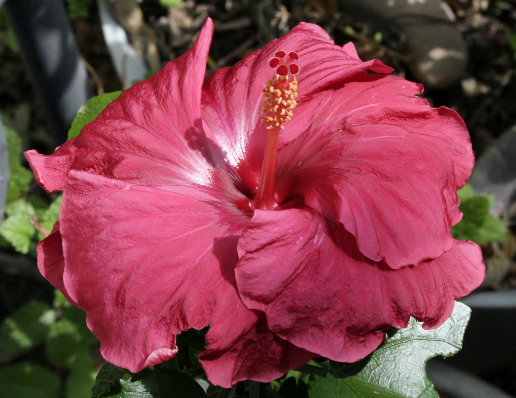 Red Hibiscus bloom.  crazyhorseladycx 2015 all rights reserved.