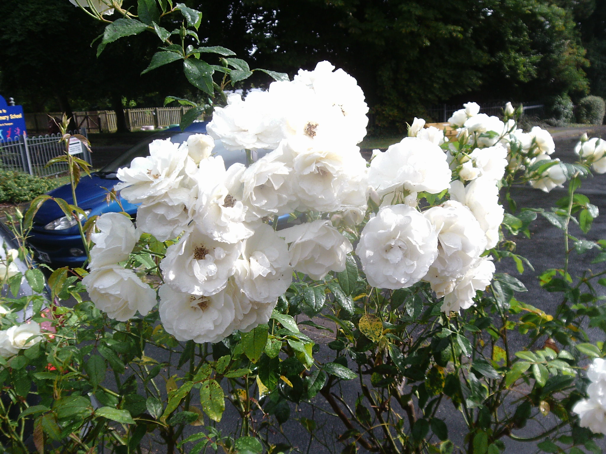 Roses in my garden.