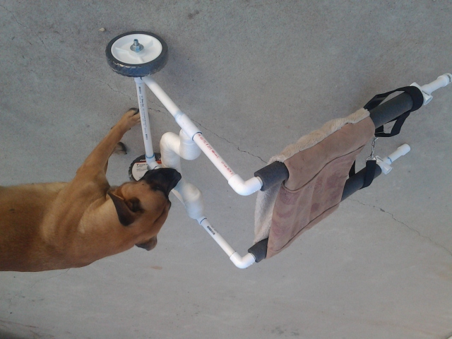 Brooklyn eating failed homemade dog wheelchair Brooklyn eating failed homemade dog wheelchair