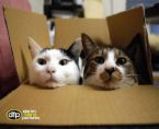 cats - cats
