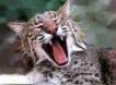 cat - cat