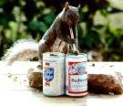 squirrel - squirrel