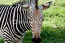 zebra - zebra