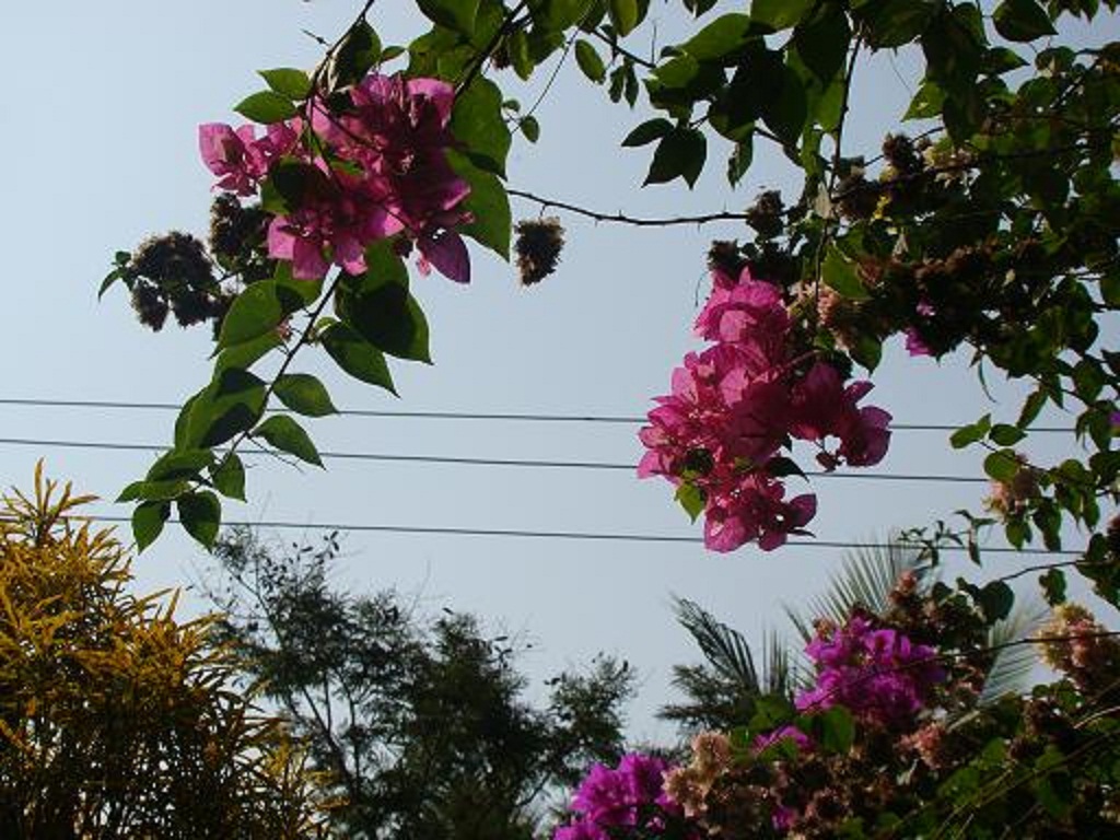 cales passing through these flowers