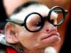 monkey - monkey