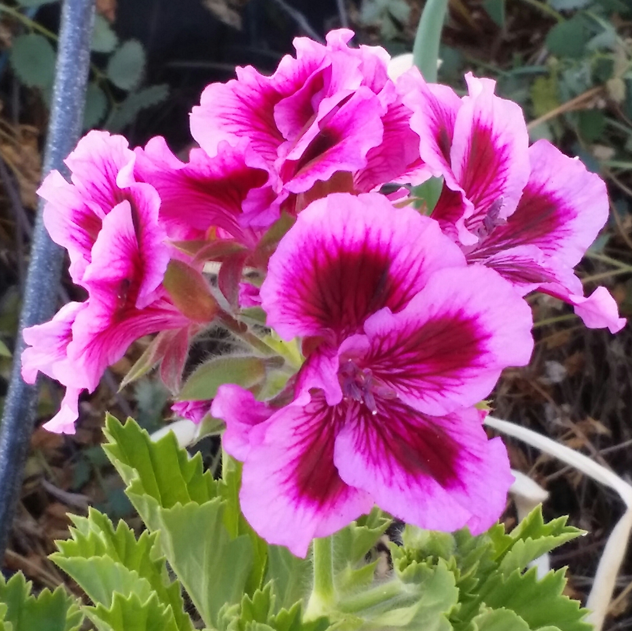 This geranium is about the only thing that is blooming outside my house this week, except for a few roses.
