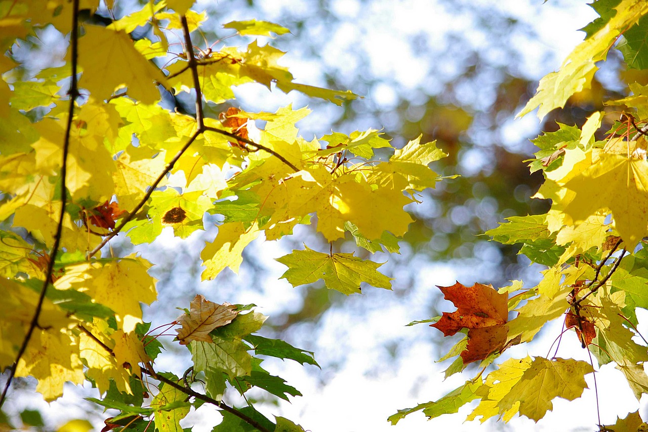 Pixabay Free Image https://pixabay.com/en/foliage-autumn-color-colors-nature-578663/ Pixabay Free Image https://pixabay.com/en/foliage-autumn-color-colors-nature-578663/