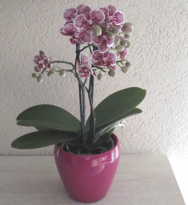 Potted orchids - original photo by Anna @LadyDuck