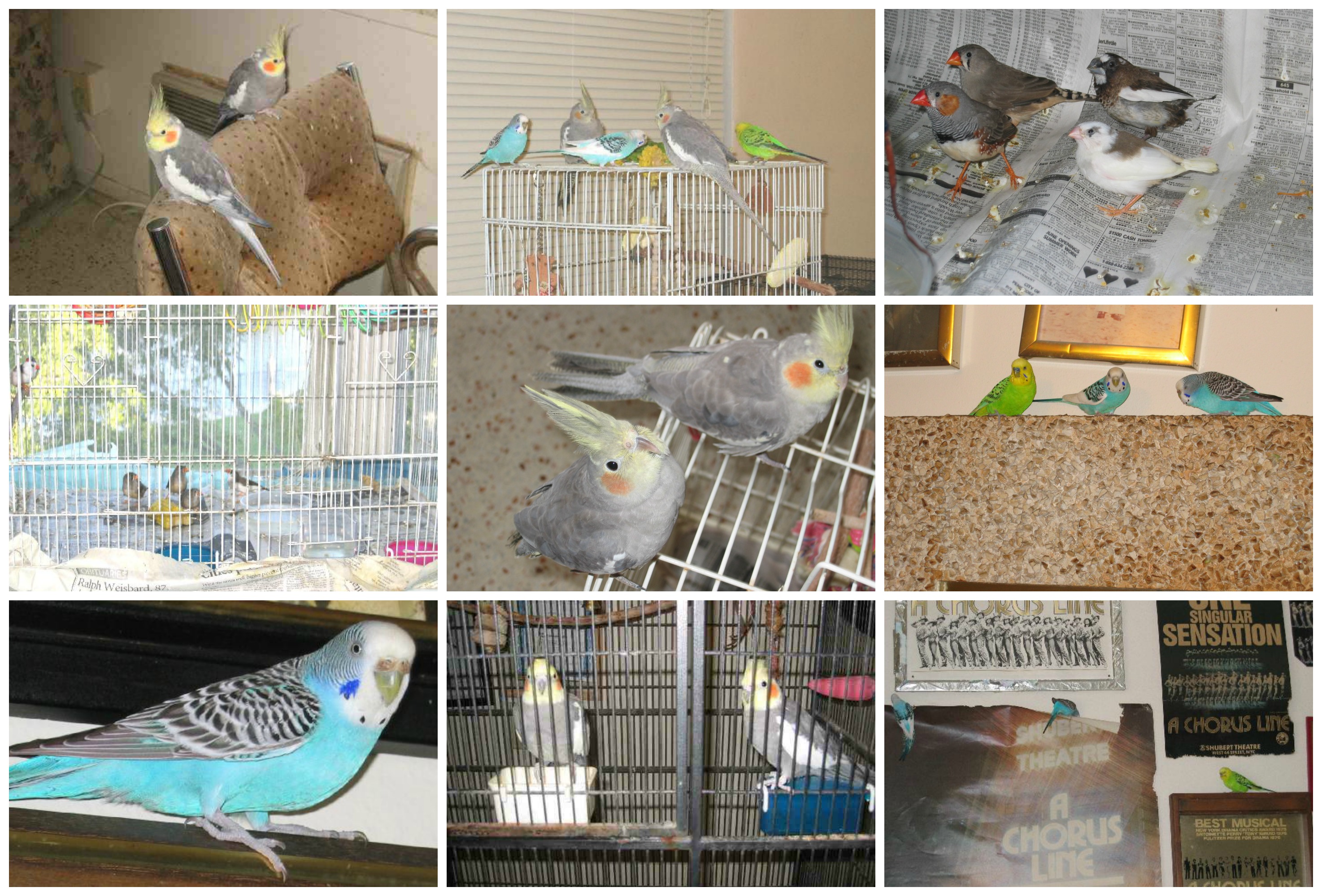 My birds My birds