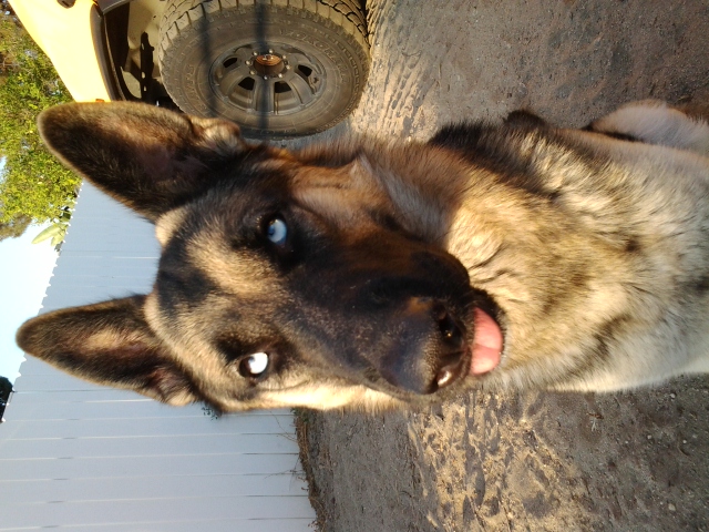 Have You Ever Seen A German Shepherd With Blue Eyes Mylot