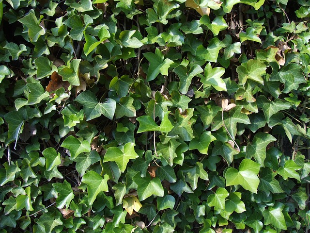 Ivy leaves, public domain picture from Pixabay.