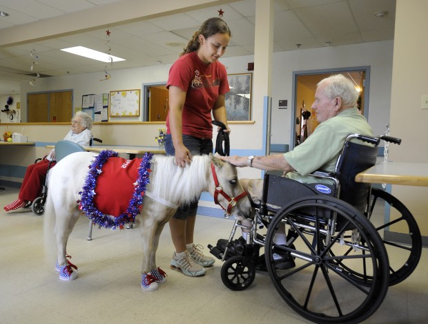 Minature Therapy Horses Minature Therapy Horses