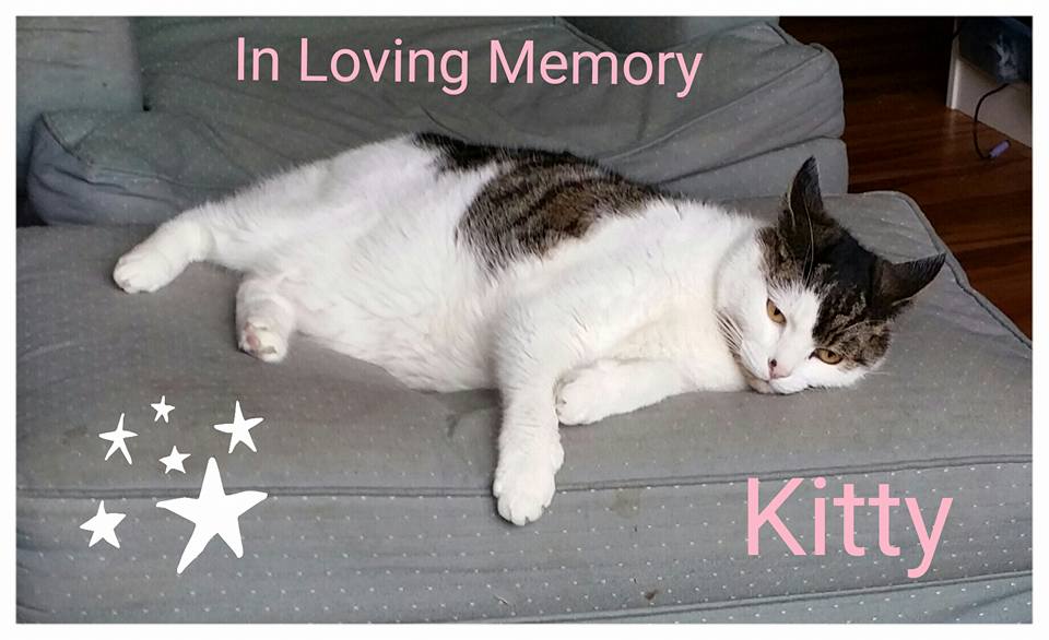 This is a pic of Kitty, taken 2 weeks before she passed on. RIP Kitty we love you!