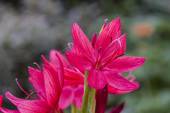 Summer flowers