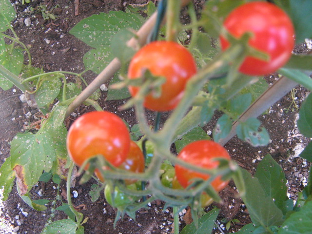 My Only Tomato Plant For This Year