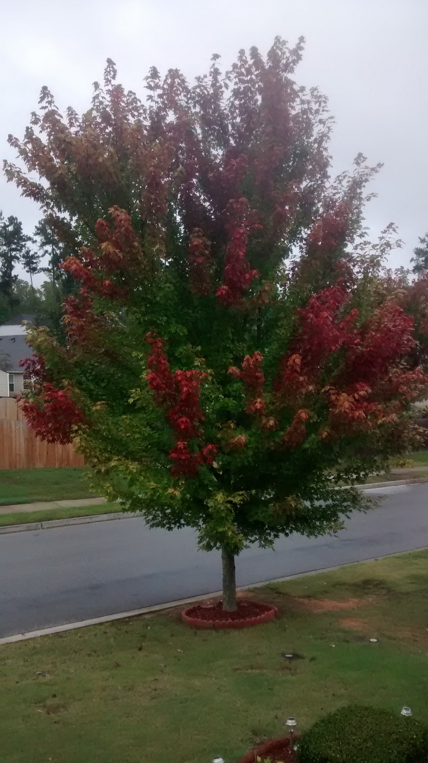 Fall in Georgia