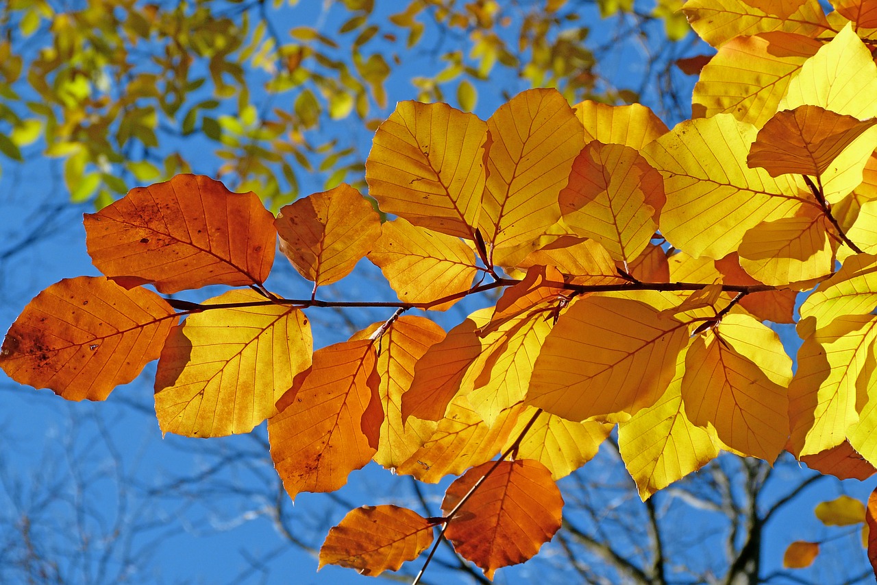 Foliage - photo from pixabay, no attribution required. Foliage - photo from pixabay, no attribution required.