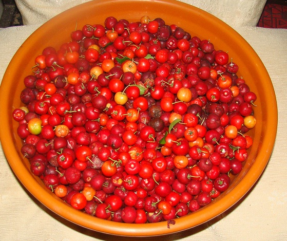tart cherries from our garden tart cherries from our garden