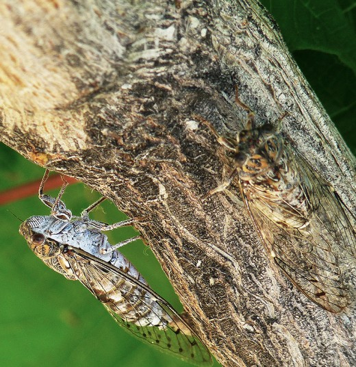 Cicada, natural camouflage