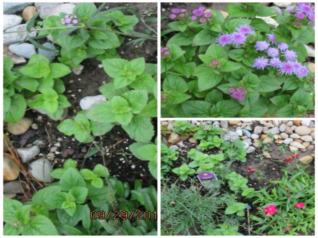 Pin Cushion plants with Perennials, my image.