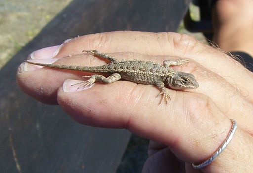a young Western fence lizard on my hand a young Western fence lizard on my hand