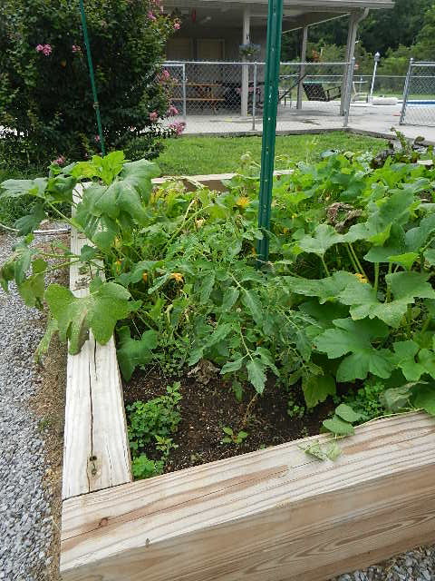 Garden in August Garden in August