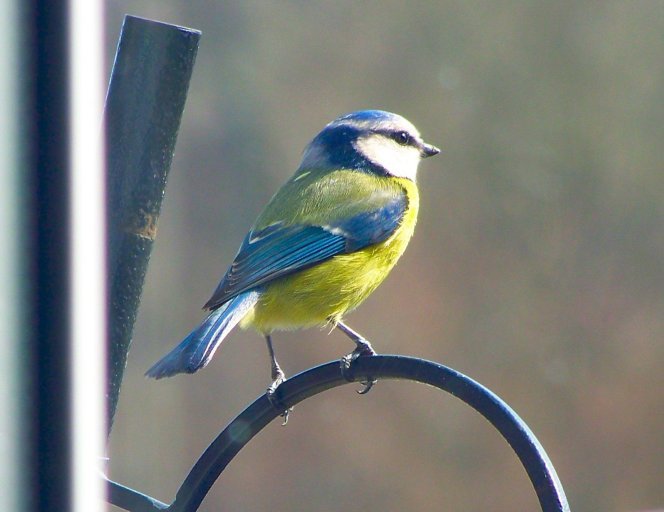 Taken In the UK,  at a bird feeder....