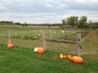 Pumpkin Patch