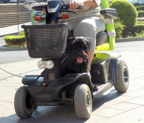 My own photo of our dog on the mobility scooter.... 