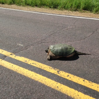 Turtle Turtle