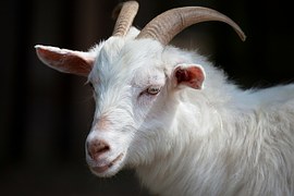 Goat, provided by Pixabay.