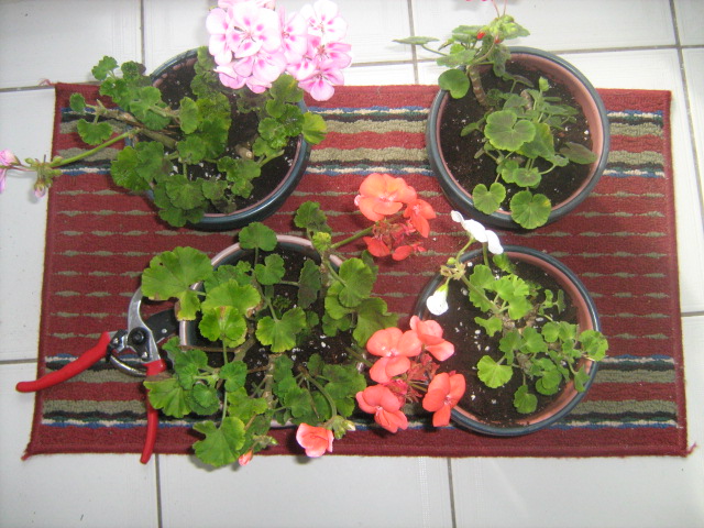 My Replanted Geraniums