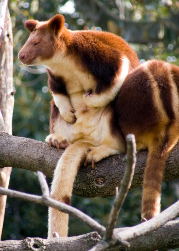 Tree kangaroo Wondiwoi