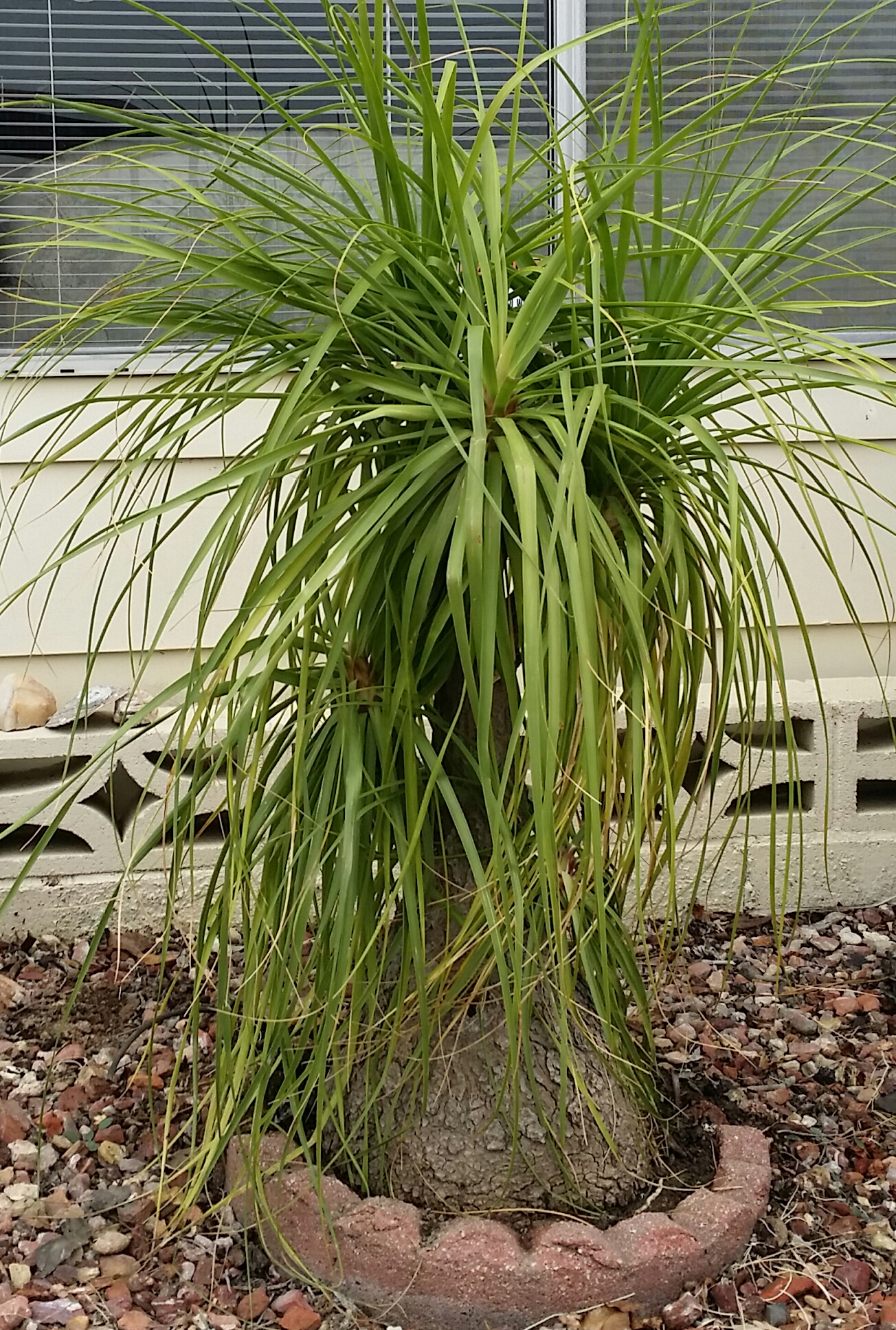 Beaucarnea recuvata is not a palm or even a tree, despite the name.