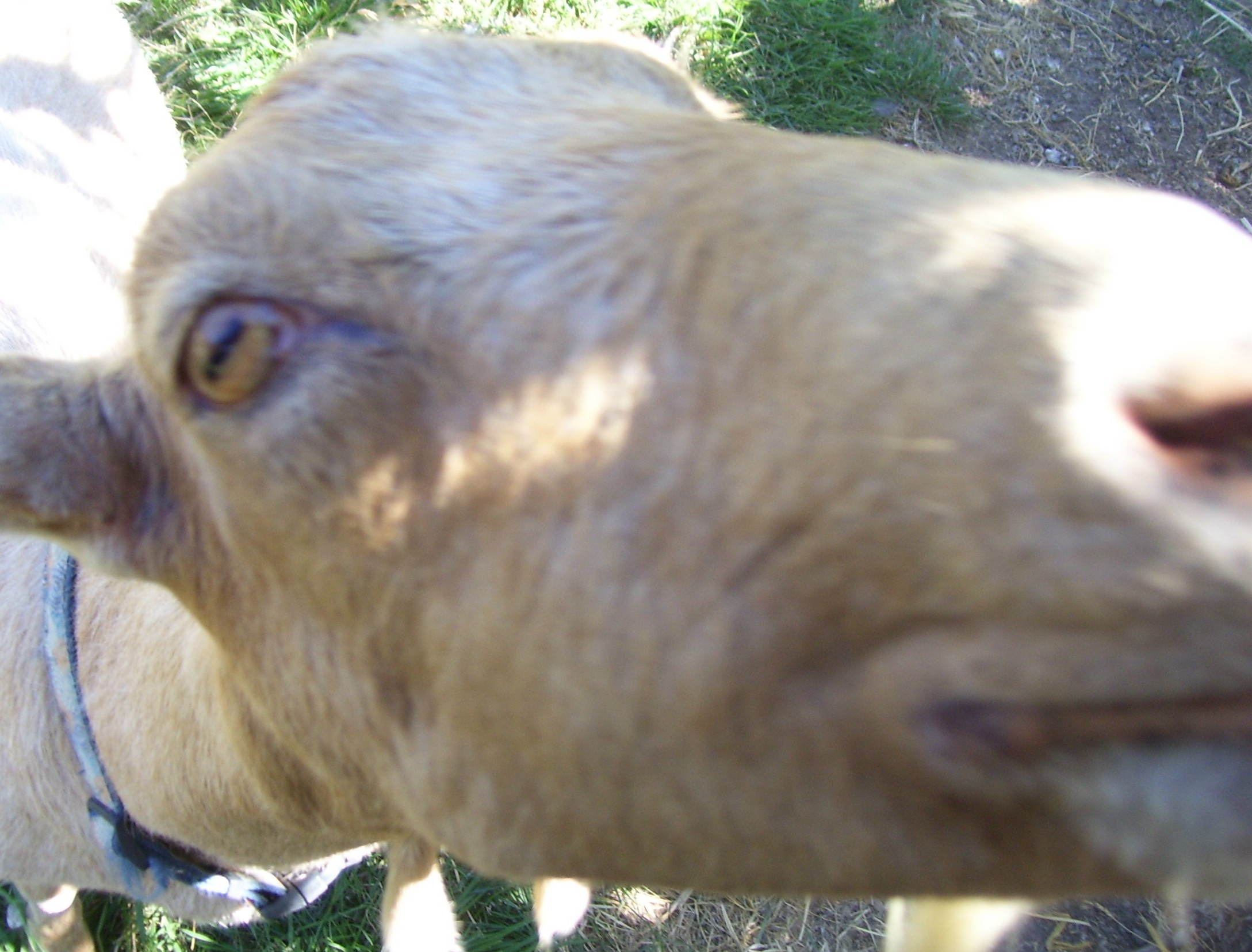 one of my goat friends at Borges Ranch