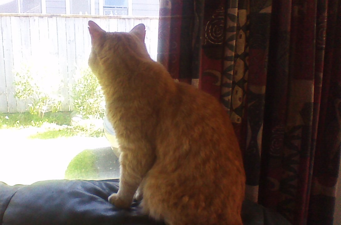 Smooch watching the outdoors, taken about a year ago. Smooch watching the outdoors, taken about a year ago.