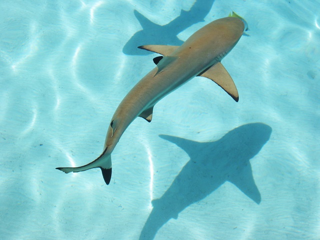 Small Lemon Shark or Yellow Fin Shark Small Lemon Shark or Yellow Fin Shark