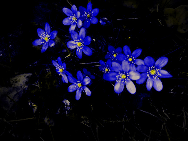 Early bloomer - The first spring flowers to come when the snow melt in Norway.