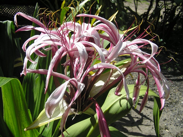 Outi Flower Outi Flower