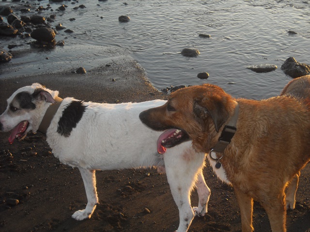 Naya and Bandit Naya and Bandit
