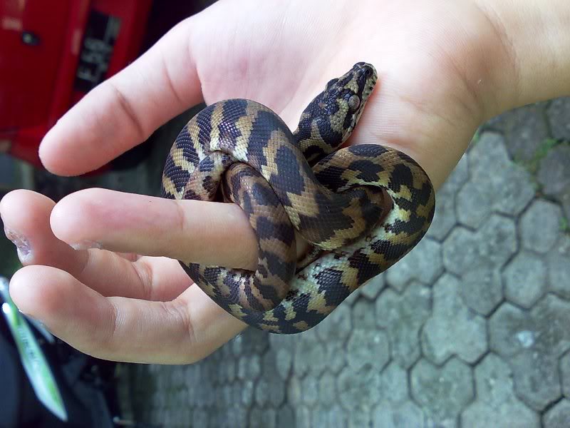 Papuan Boa