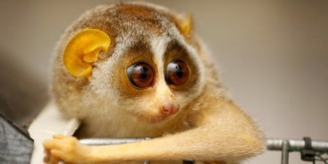 Slow Loris