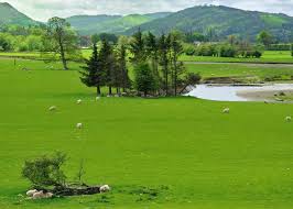 greener pasture